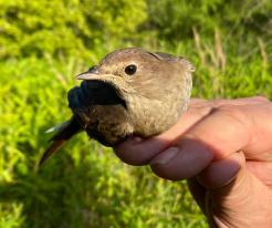 Slavík tmavý / Thrush Nightingale, Škvorec, district Prague east, Aug 26th 2022 © J. Grünwald