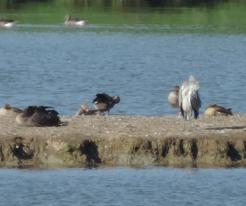 Berneška tmavá / Brent Goose, Drachensee, Aug 27th 2020