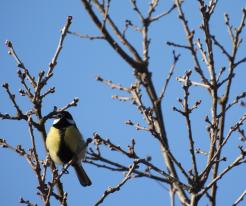 Sýkora koňadra / Great Tit, Horní Kamenice, Mar 7th 2021