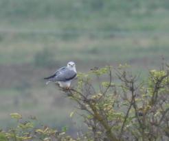 Luněc šedý / Black-shouldered Hawk, Chotěšov, Pilsen south district, 11th September 2021