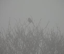 Strnad luční / Corn Bunting, Racov, Feb 21st 2021