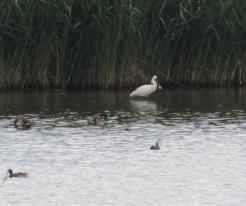 Kolpík bílý / Spoonbill, Líně, Jun 19th 2020