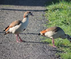 Husice nilská / Egyptian Goose, Přestavlky, Apr 25th 2020