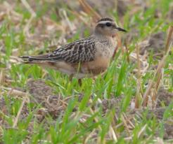 Kulík hnědý / Eurasian Dotterel, Sep 3rd 2022, Přehýšov, © P. Kašpar