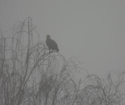 Orel mořský / White-tailed Eagle, Mezholezy, Feb 21st 2021