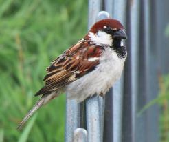 Vrabec italský, Passer italiae, Italian, Sparrow, © Andrew and Rebecca Steinmann