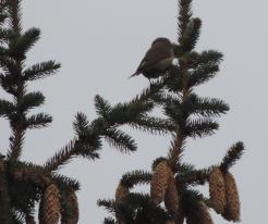 Křivka obecná / Crossbill, female, Holýšov, Oct 30th 2020