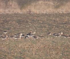 Husy velké / Greylag Geese, Líně, Jan 31st 2021