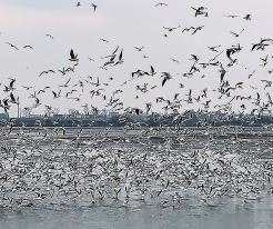 Rackové / Gulls, Tovačov, Nov 16th 2021 © T. Grim