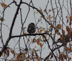 Hýl obecný / Bullfinch, female, Holýšov, Nov 1st 2020