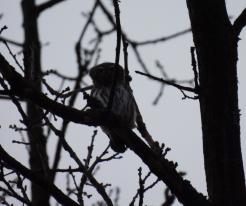 Kulíšek nejmenší / Pygmy Owl, Holýšov, Mar 4th 2021