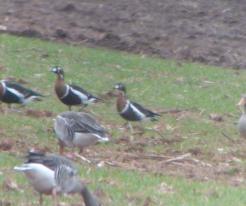 Berneška rudokrká Branta ruficollis, Úherce, 6. 2. 2024 © D. Melichar