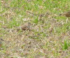 Kulík hnědý / Eurasian Dotterel, Sep 4th 2022, Přehýšov, © P. Steinbach