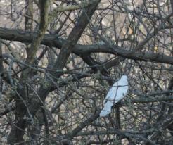 Albinotická sojka / Albinotic Jay, Prostiboř, Apr 4th 2020