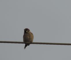 Vrabec polní / Tree Sparrow, Nov 17th 2020, Dolní Metelsko