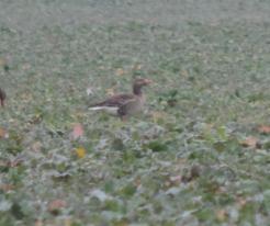 Husa velká / Greylag Goose, Dec 20th 2020, Přehýšov