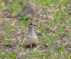 Kulík hnědý / Eurasian Dotterel, Sep 3rd 2022, Přehýšov, © P. Kašpar