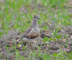 Kulík hnědý / Eurasian Dotterel, Sep 3rd 2022, Přehýšov, © P. Kašpar