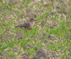 Kulík hnědý / Eurasian Dotterel, Sep 3rd 2022, Přehýšov, © P. Kašpar