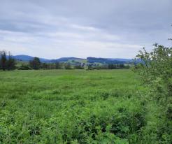 Niva Nemanického potoka / Floodplain of Nemanický potok stream