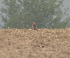 Poštolka rudonohá Red-footed Falcon Přehýšov, distr. Pilsen - north, 01 Sep 2024 © L. Schröpfer