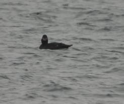 Turpan hnědý / Velvet Scoter, Dec 8th 2021, lake Medard, Karlovy Vary region