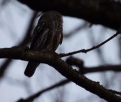 Kulíšek nejmenší / Pygmy Owl, Holýšov, Mar 4th 2021