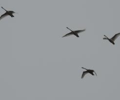 Labutě velké / Mute Swans, Dec 20th 2020, Ves Touškov