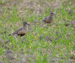 Kulík hnědý / Eurasian Dotterel, Sep 3rd 2022, Přehýšov, © P. Kašpar