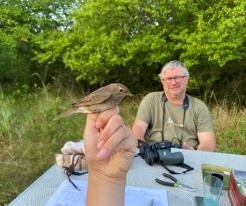 Slavík tmavý / Thrush Nightingale, Škvorec, district Prague east, Aug 26th 2022 © J. Grünwald