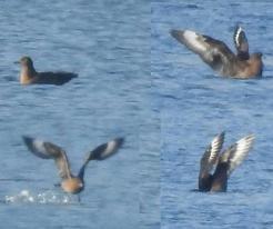 Chaluha velká / Great Skua, Nechranice dam, District of Chomutov, Nov 9th 2021 © P. Steinbach