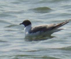 Racek Sabinův, Sabine´s Gull, 05 Sep 2024, nádrž (dam) Rozkoš, East Bohemia © L. Klikar