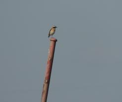 Bramborníček hnědý / Whinchat, Záluží, Apr 26th 2020